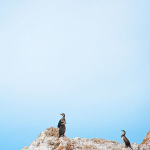 Escursioni in Barca in Sardegna | Sealives