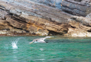 Escursioni in Barca in Sardegna | Sealives