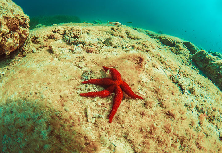 Escursioni in Barca in Sardegna | Sealives